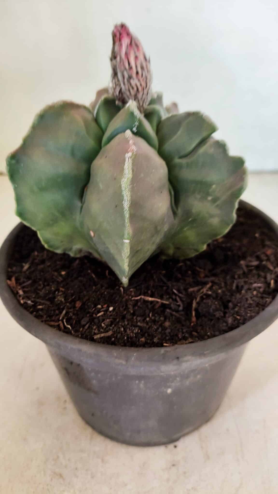 KIKKO 1070 (4) ASTROPHYTUM cv KIKKO "Variegata" Nº 1070 – vaso 15 - Imagem 8