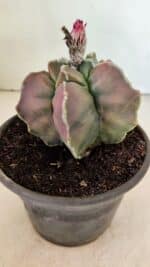 ASTROPHYTUM cv KIKKO "Variegata" Nº 1070 – vaso 15 - Imagem 6