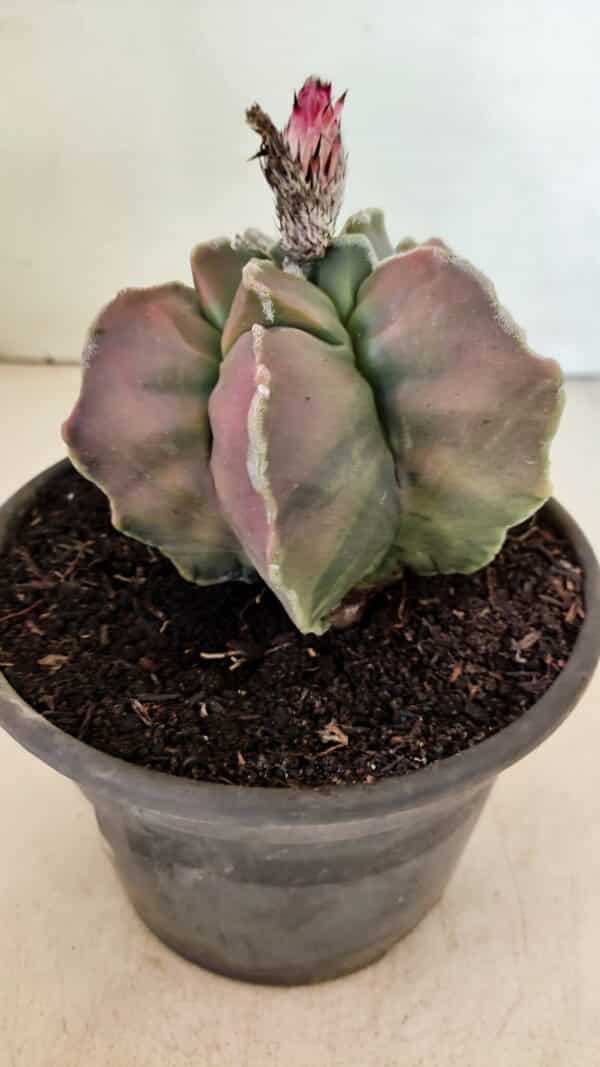 ASTROPHYTUM cv KIKKO "Variegata" Nº 1070 – vaso 15 - Imagem 6