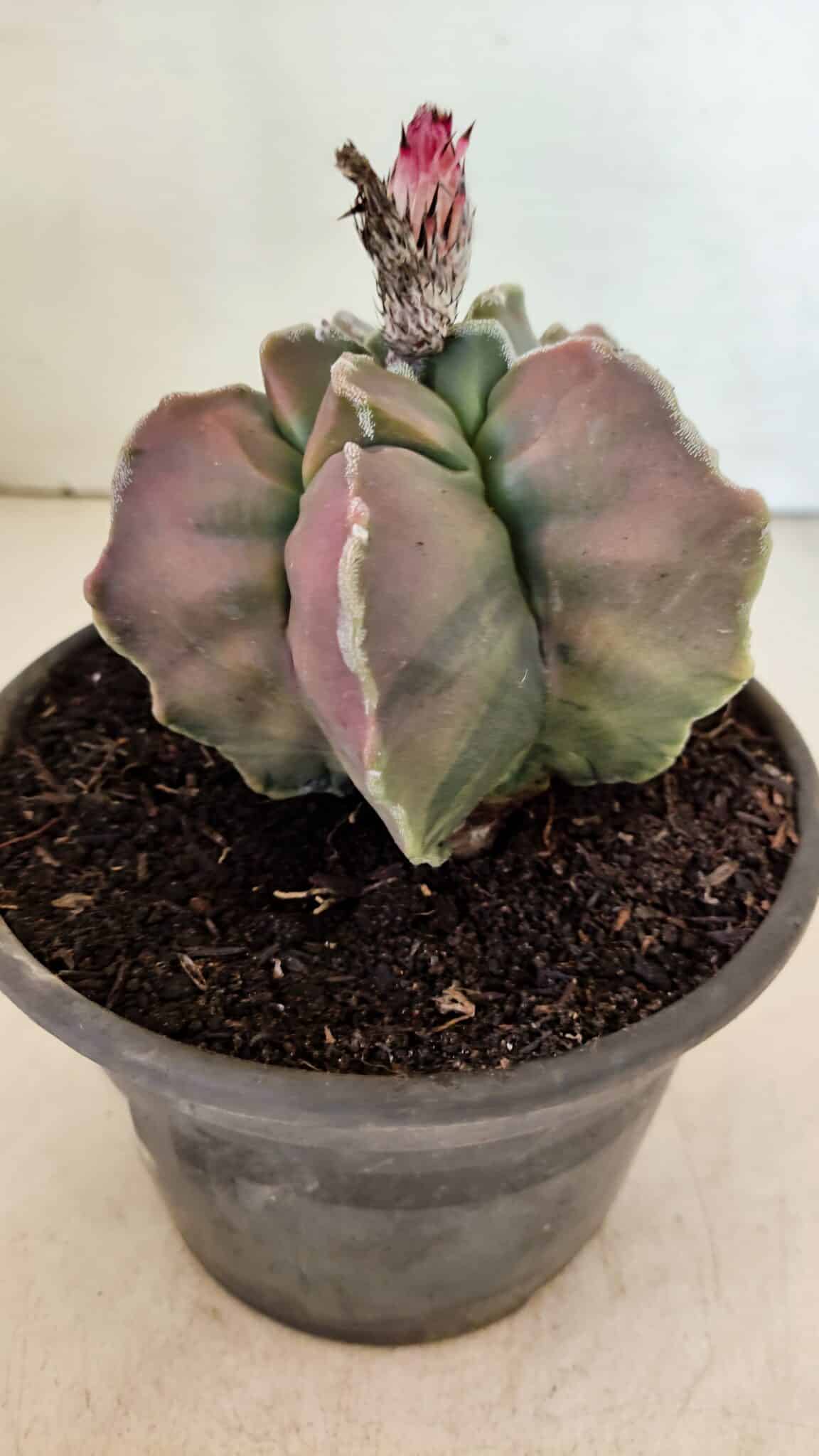 KIKKO 1070 (5) ASTROPHYTUM cv KIKKO "Variegata" Nº 1070 – vaso 15 - Imagem 6