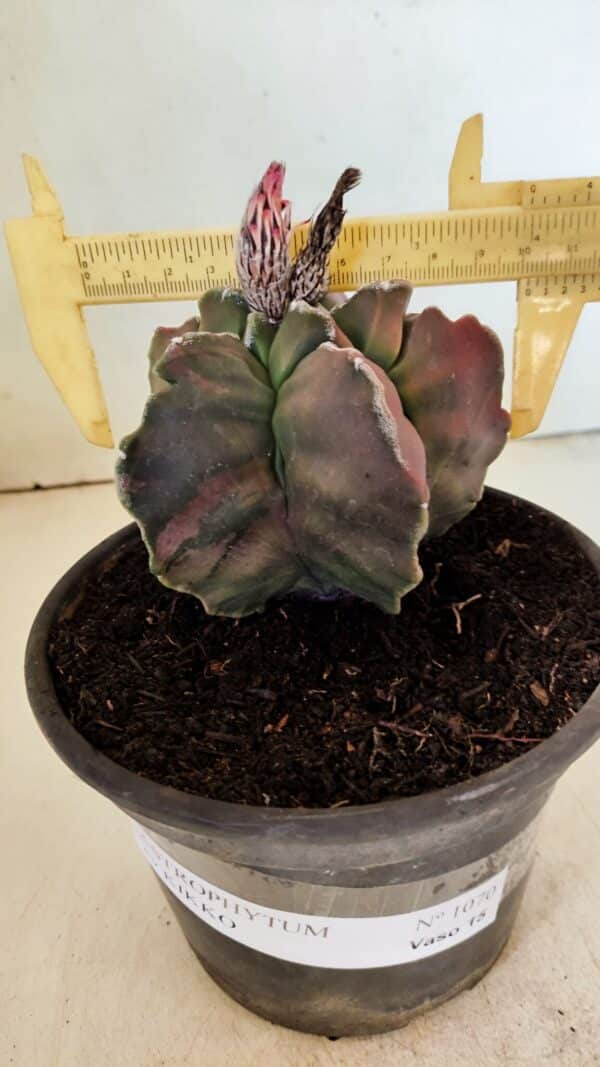 ASTROPHYTUM cv KIKKO "Variegata" Nº 1070 – vaso 15 - Imagem 1
