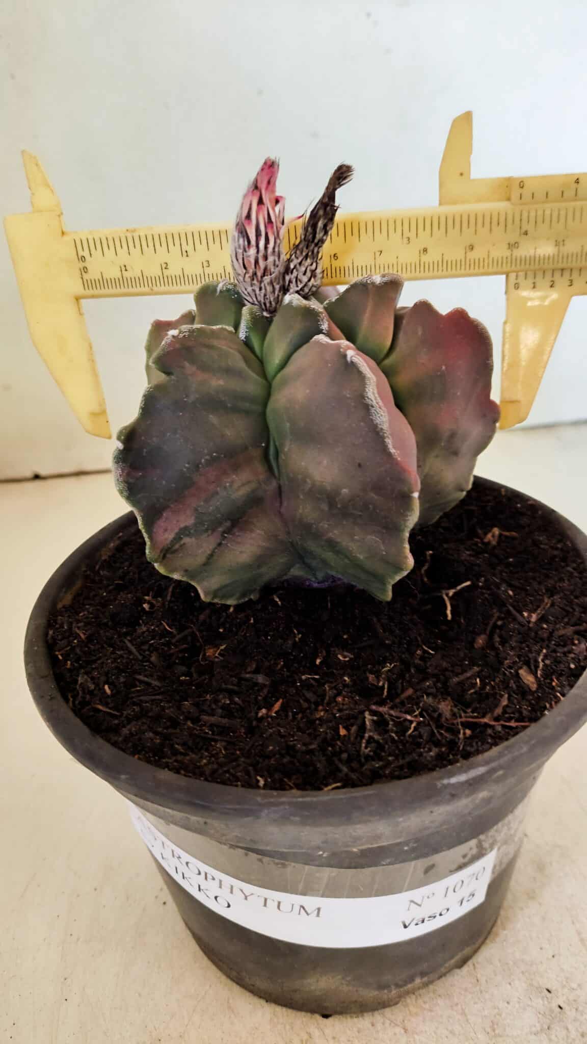 KIKKO 1070 (6) ASTROPHYTUM cv KIKKO "Variegata" Nº 1070 – vaso 15 - Imagem 1
