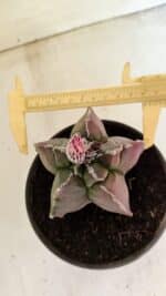 ASTROPHYTUM cv KIKKO "Variegata" Nº 1070 – vaso 15 - Imagem 7