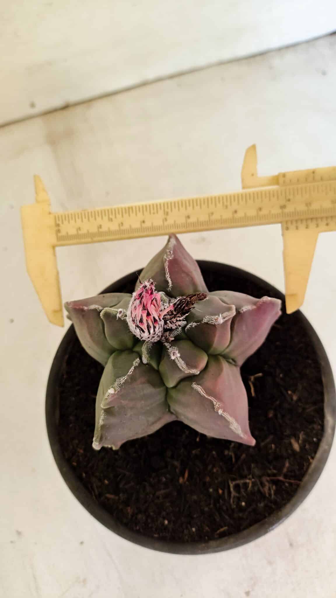 KIKKO 1070 (8) ASTROPHYTUM cv KIKKO "Variegata" Nº 1070 – vaso 15 - Imagem 5