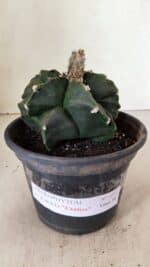 ASTROPHYTUM cv KIKKO "EXÓTICO" Nº 1072 – vaso 15 - Imagem 2