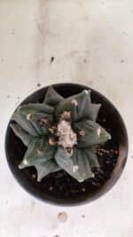 ASTROPHYTUM cv KIKKO "EXÓTICO" Nº 1072 – vaso 15 - Imagem 3