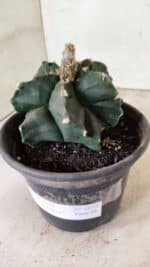 ASTROPHYTUM cv KIKKO "EXÓTICO" Nº 1072 – vaso 15 - Imagem 7