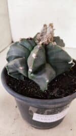 ASTROPHYTUM cv KIKKO "EXÓTICO" Nº 1072 – vaso 15 - Imagem 9