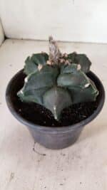 ASTROPHYTUM cv KIKKO "EXÓTICO" Nº 1072 – vaso 15 - Imagem 8