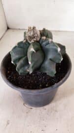 ASTROPHYTUM cv KIKKO "EXÓTICO" Nº 1072 – vaso 15 - Imagem 6