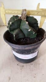 ASTROPHYTUM cv KIKKO "EXÓTICO" Nº 1072 – vaso 15 - Imagem 4