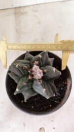 ASTROPHYTUM cv KIKKO "EXÓTICO" Nº 1072 – vaso 15