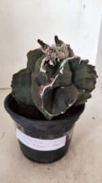 ASTROPHYTUM cv KIKKO "EXÓTICO" Nº 1073 – vaso 15 - Imagem 2