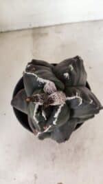 ASTROPHYTUM cv KIKKO "EXÓTICO" Nº 1073 – vaso 15