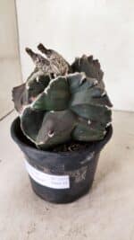 ASTROPHYTUM cv KIKKO "EXÓTICO" Nº 1073 – vaso 15 - Imagem 7