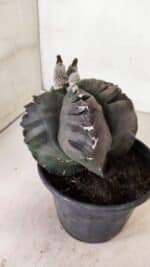 ASTROPHYTUM cv KIKKO "EXÓTICO" Nº 1073 – vaso 15 - Imagem 6