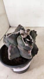 ASTROPHYTUM cv KIKKO "EXÓTICO" Nº 1073 – vaso 15 - Imagem 5