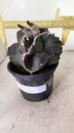 ASTROPHYTUM cv KIKKO "EXÓTICO" Nº 1073 – vaso 15 - Imagem 4