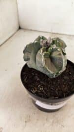 ASTROPHYTUM cv KIKKO "EXÓTICO" Nº 1074 – vaso 11 - Imagem 6