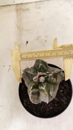 ASTROPHYTUM cv KIKKO "EXÓTICO" Nº 1074 – vaso 11 - Imagem 5