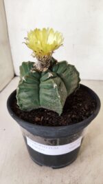 ASTROPHYTUM cv KIKKO Nº 1075 – vaso 15 - Imagem 2