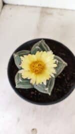 ASTROPHYTUM cv KIKKO Nº 1075 – vaso 15