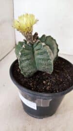 ASTROPHYTUM cv KIKKO Nº 1075 – vaso 15 - Imagem 8