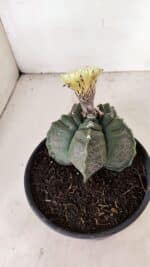 ASTROPHYTUM cv KIKKO Nº 1075 – vaso 15 - Imagem 7