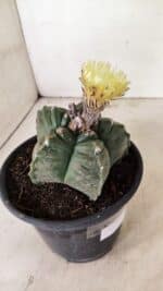 ASTROPHYTUM cv KIKKO Nº 1075 – vaso 15 - Imagem 6