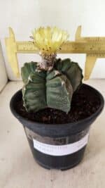 ASTROPHYTUM cv KIKKO Nº 1075 – vaso 15 - Imagem 4