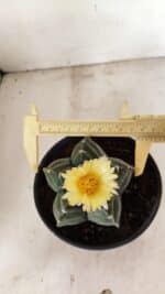 ASTROPHYTUM cv KIKKO Nº 1075 – vaso 15 - Imagem 5