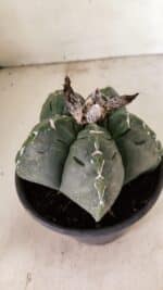 ASTROPHYTUM cv KIKKO Nº 1076 – vaso 15 - Imagem 8