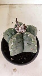 ASTROPHYTUM cv KIKKO Nº 1076 – vaso 15 - Imagem 7