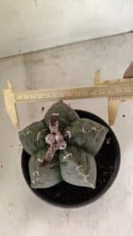 ASTROPHYTUM cv KIKKO Nº 1076 – vaso 15 - Imagem 5