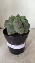 ASTROPHYTUM cv KIKKO "EXÓTICO" Nº 1077 – vaso 15 - Imagem 2