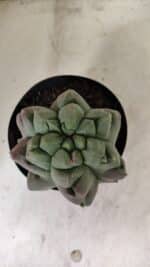 ASTROPHYTUM cv KIKKO "EXÓTICO" Nº 1077 – vaso 15