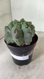 ASTROPHYTUM cv KIKKO "EXÓTICO" Nº 1077 – vaso 15 - Imagem 9