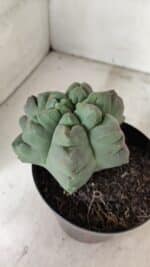 ASTROPHYTUM cv KIKKO "EXÓTICO" Nº 1077 – vaso 15 - Imagem 8