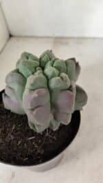 ASTROPHYTUM cv KIKKO "EXÓTICO" Nº 1077 – vaso 15 - Imagem 7