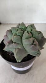 ASTROPHYTUM cv KIKKO "EXÓTICO" Nº 1077 – vaso 15 - Imagem 6