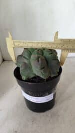 ASTROPHYTUM cv KIKKO "EXÓTICO" Nº 1077 – vaso 15 - Imagem 4