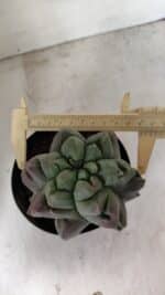 ASTROPHYTUM cv KIKKO "EXÓTICO" Nº 1077 – vaso 15 - Imagem 5