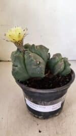 ASTROPHYTUM cv KIKKO "Bicéfalo"  Nº 1071 – vaso 15 - Imagem 2
