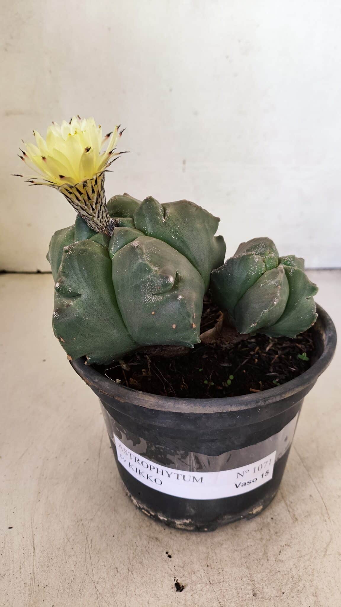 KIKKO BICEFALO 1071 (1) ASTROPHYTUM cv KIKKO "Bicéfalo"  Nº 1071 – vaso 15 - Imagem 2