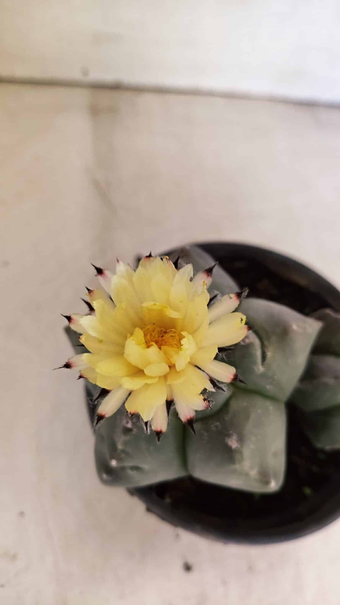 KIKKO BICEFALO 1071 (2) ASTROPHYTUM cv KIKKO "Bicéfalo"  Nº 1071 – vaso 15 - Imagem 3