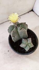 ASTROPHYTUM cv KIKKO "Bicéfalo"  Nº 1071 – vaso 15 - Imagem 6
