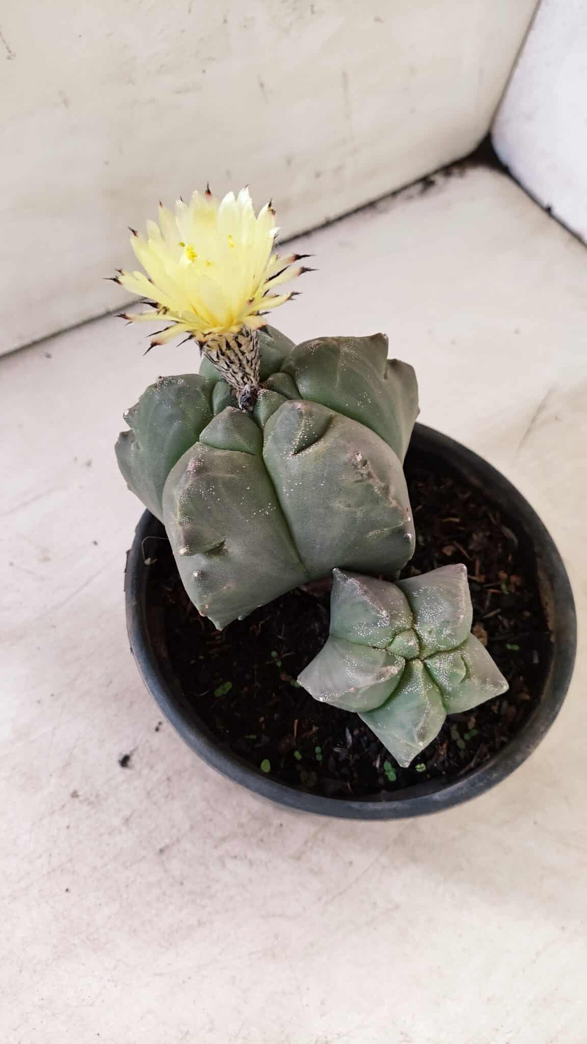KIKKO BICEFALO 1071 (3) ASTROPHYTUM cv KIKKO "Bicéfalo"  Nº 1071 – vaso 15 - Imagem 6