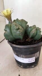 ASTROPHYTUM cv KIKKO "Bicéfalo"  Nº 1071 – vaso 15 - Imagem 8