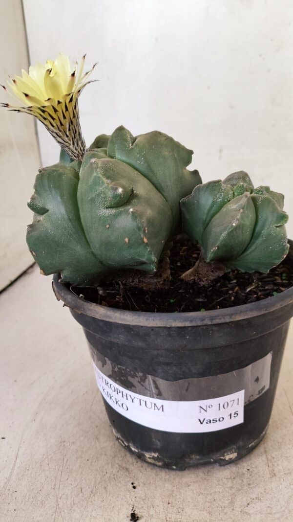 ASTROPHYTUM cv KIKKO "Bicéfalo"  Nº 1071 – vaso 15 - Imagem 8