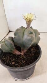 ASTROPHYTUM cv KIKKO "Bicéfalo"  Nº 1071 – vaso 15 - Imagem 7